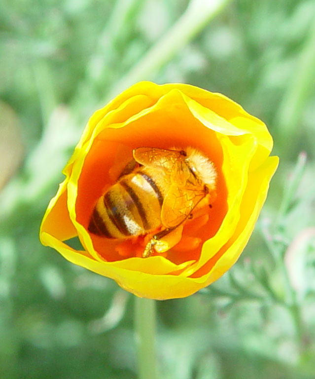 Honeybee dives into a Poppy