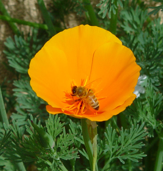Honeybee in a Poppy