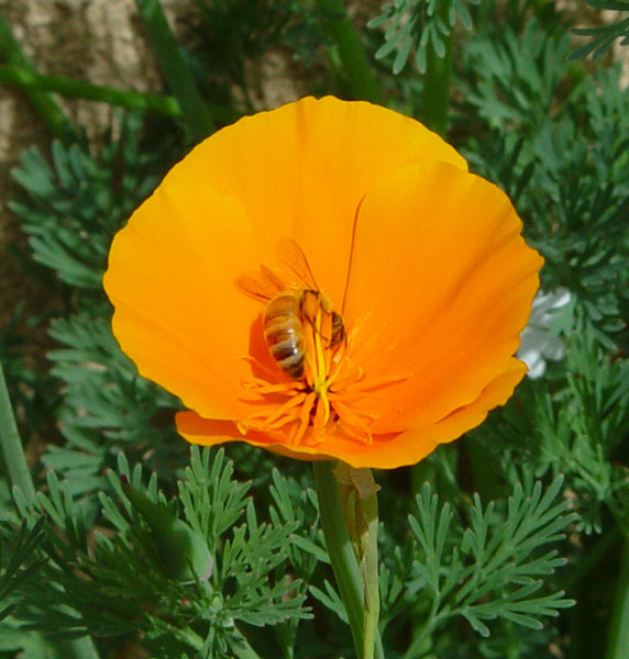 Honeybee in a Poppy