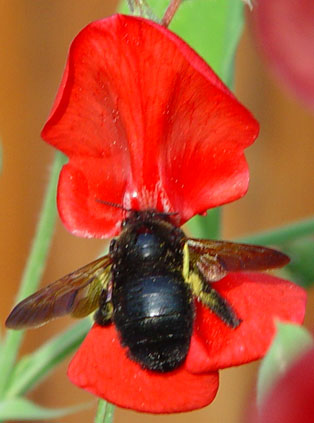 Bumblebee on a SweetPea