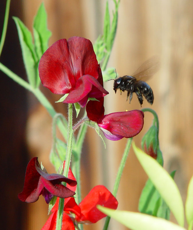 Bumblebee in SweetPeas