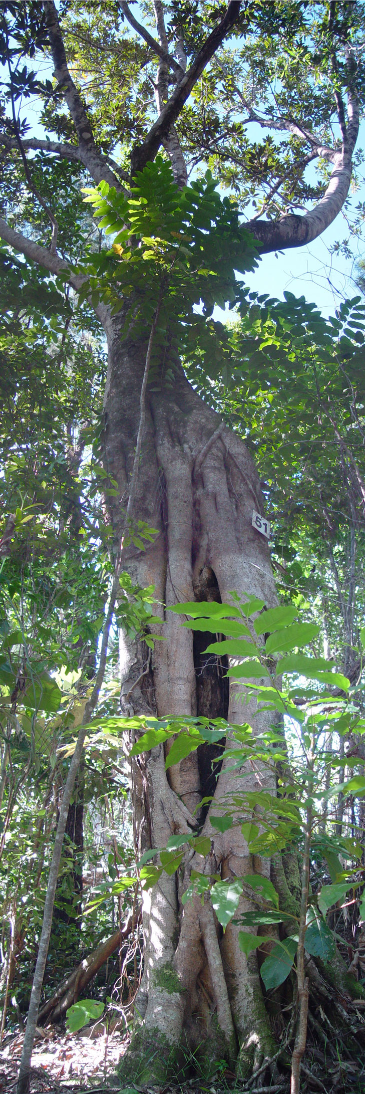 Strangler Fig in Cairns