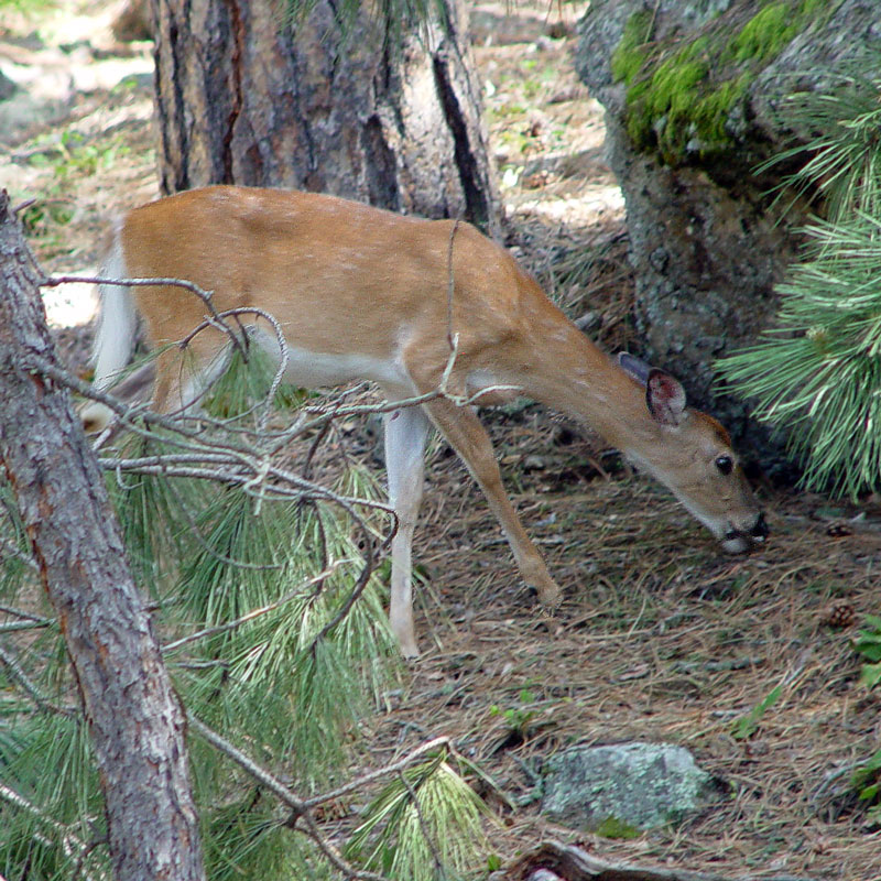 White-tailed deer from next to White-tailed deer