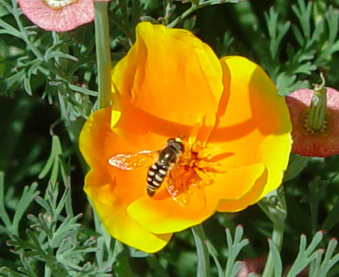 Flowerfly in a Poppy