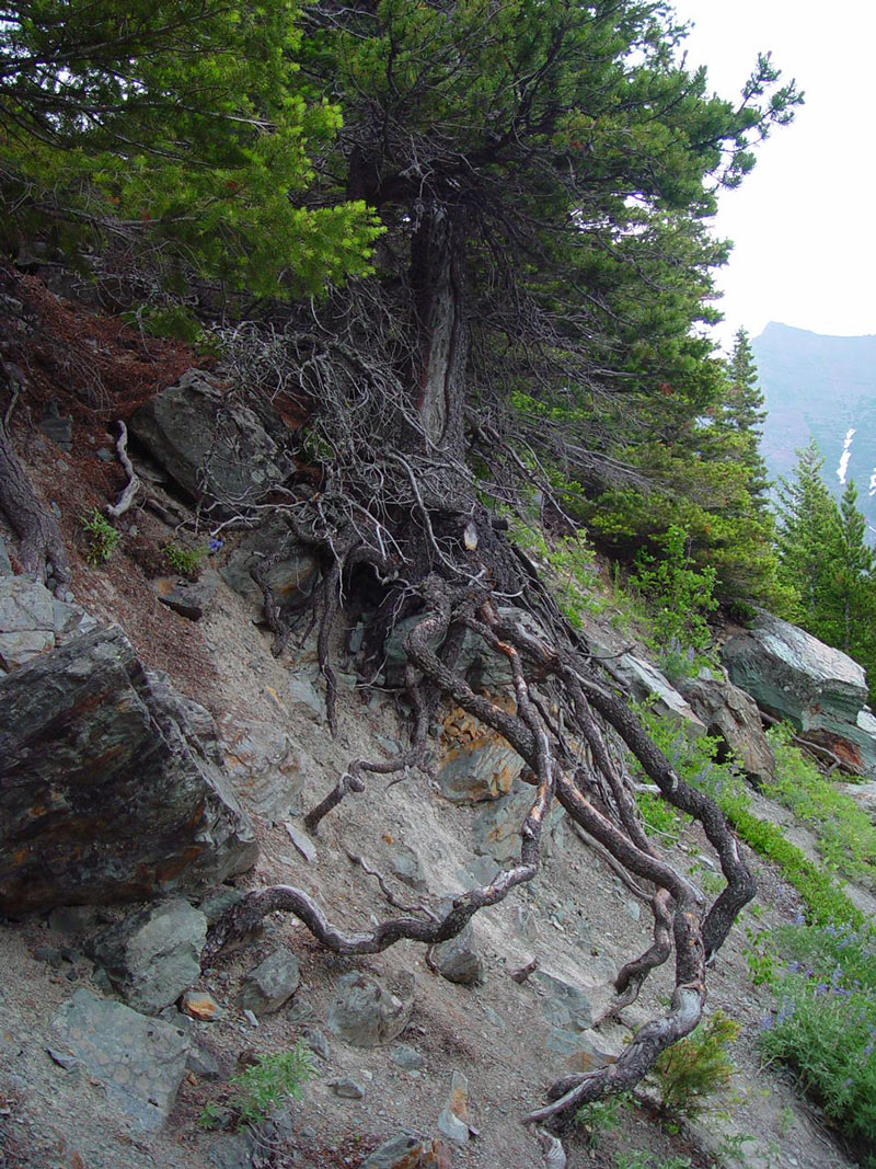 Tree roots Glacier National Park