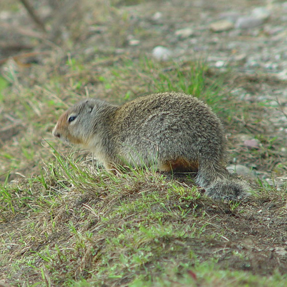 Columbian Ground Squirrel Glacier National Park