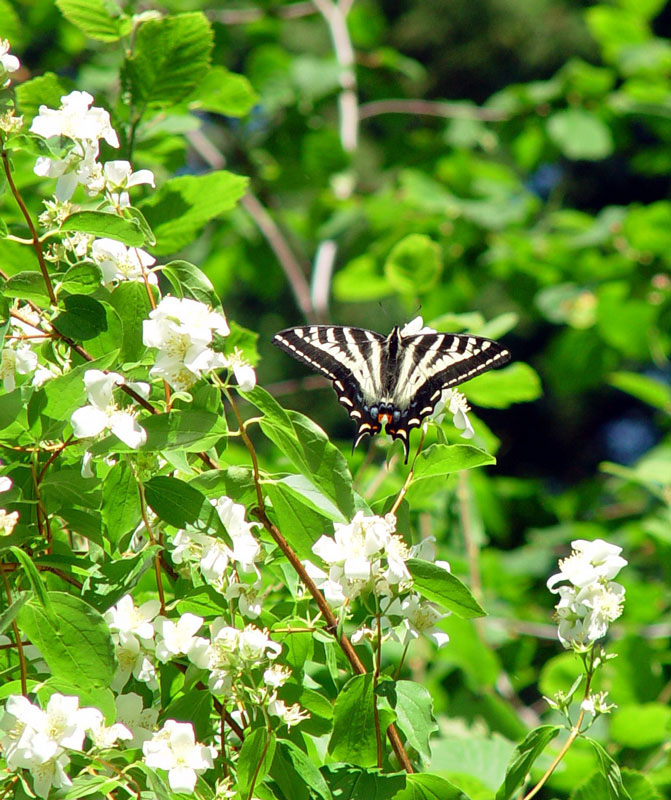 Tiger Swallowtail among Syringa