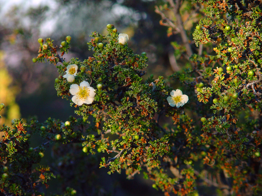 Cliffrose at Angels Window stop Grand Canyon