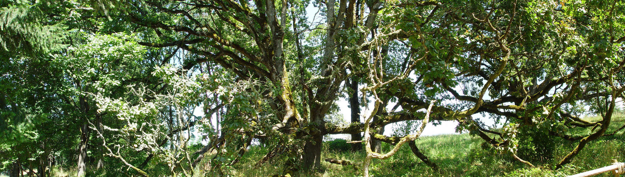 Old Oak trees in Oregon Garden