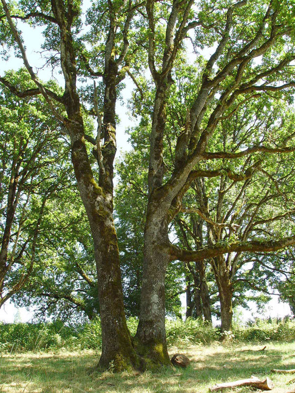 Old Oak tree in Oregon Garden