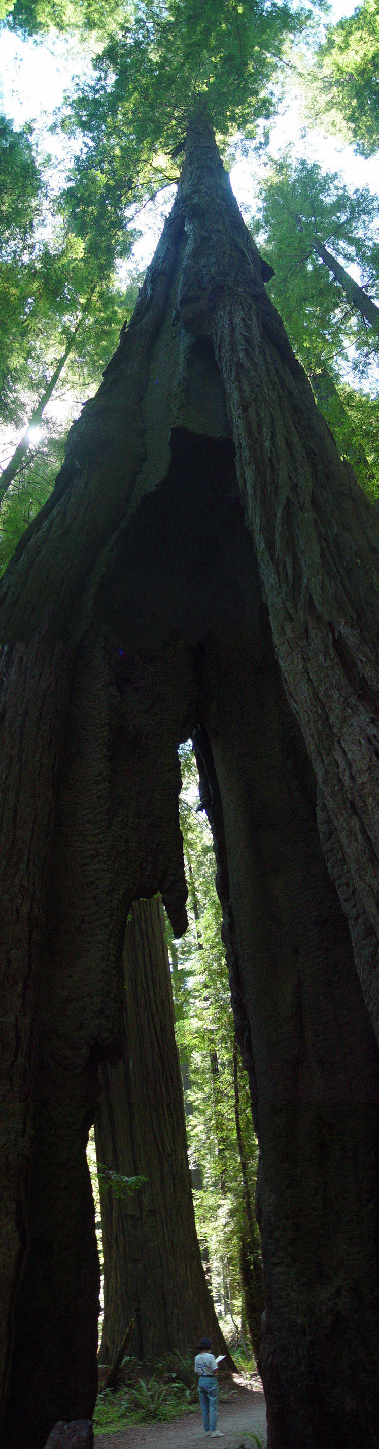 Redwood tree straddles the trail