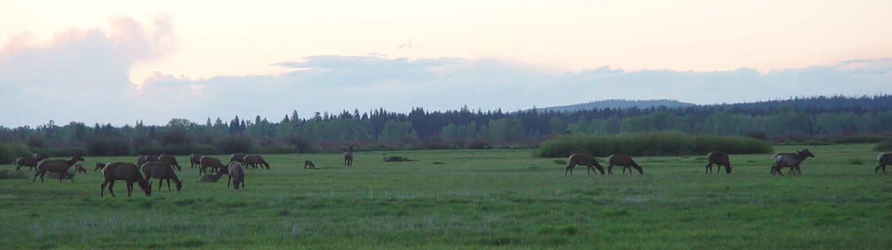 Elk herd
