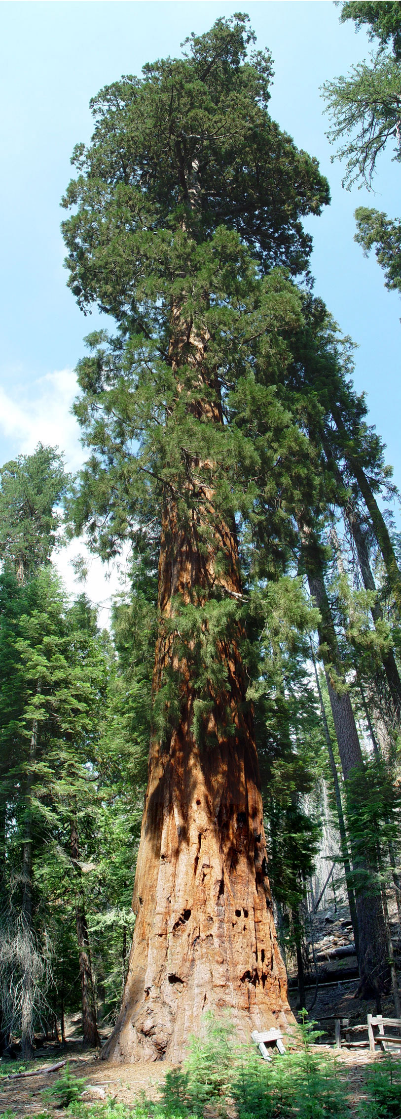 Sequoia tree in Yosemite Natl Park