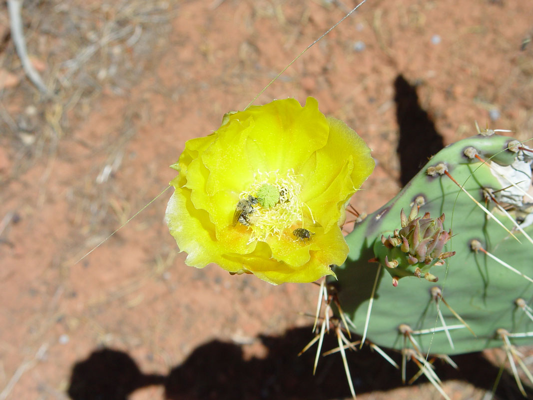 Prickly Pear Cactus blossom at Zion