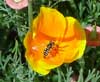 Flowerfly in Poppy