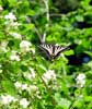 Tiger Swallowtail amid Syringa
