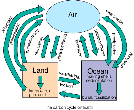 The carbon cycle on Earth