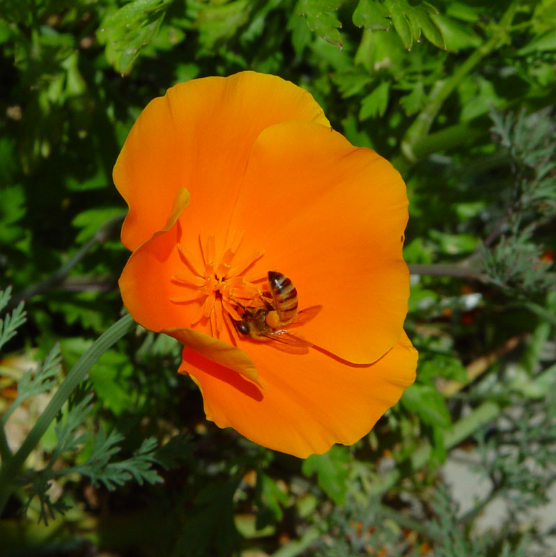 Honeybee in a Poppy