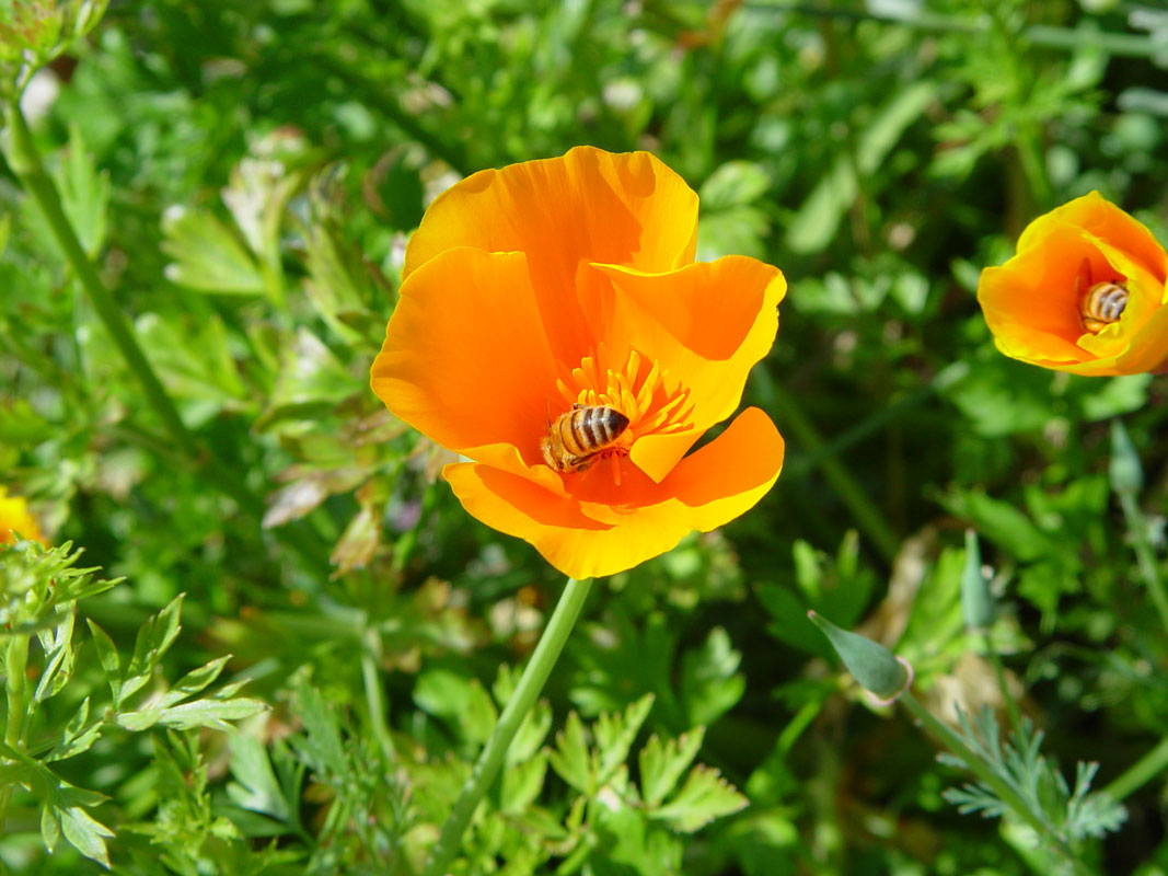 Honeybee in a Poppy