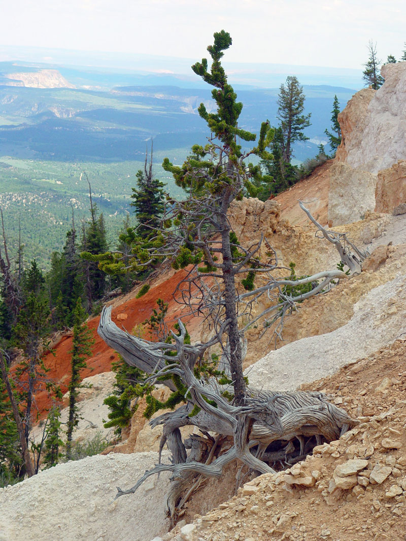 Bristlecone Loop