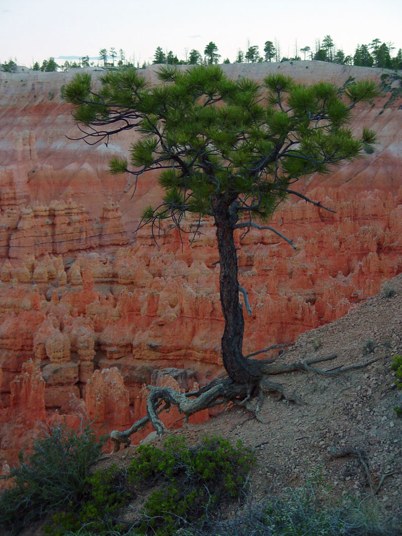 Limber Pine