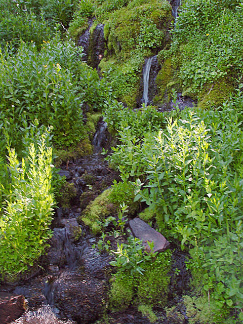 Stream near Mazama Village Crater Lake