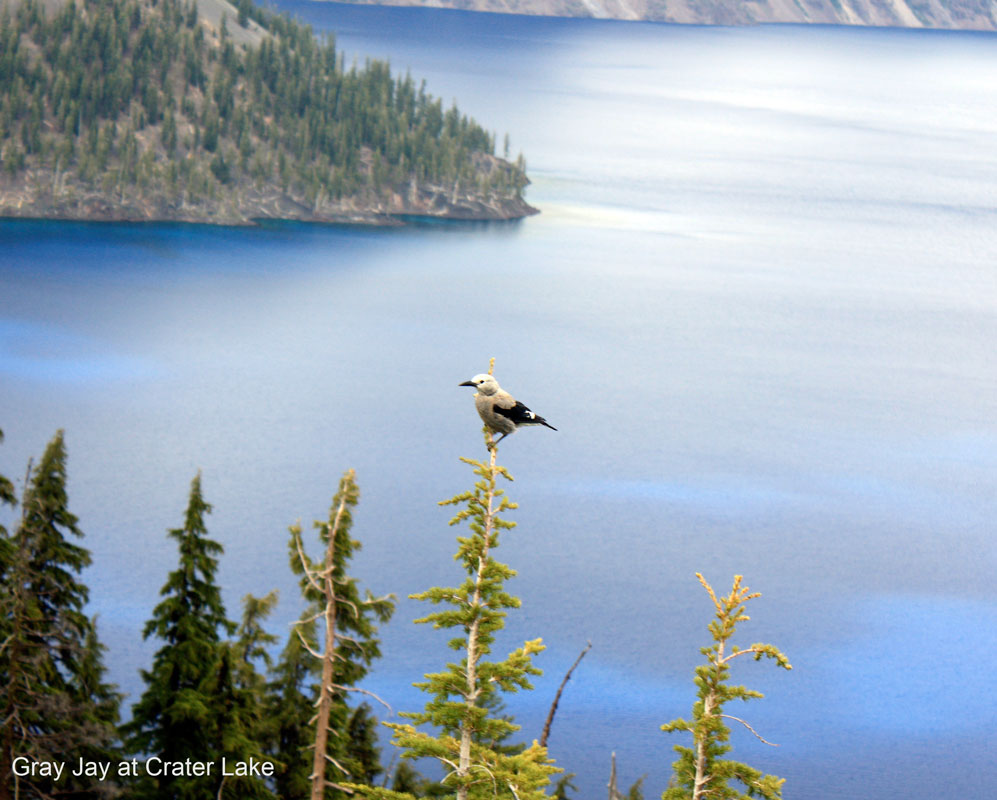 Gray Jay at Crater Lake