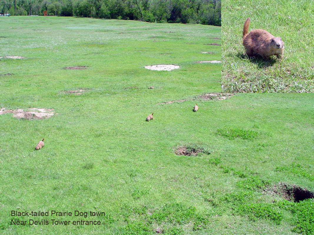 Prairie Dog town