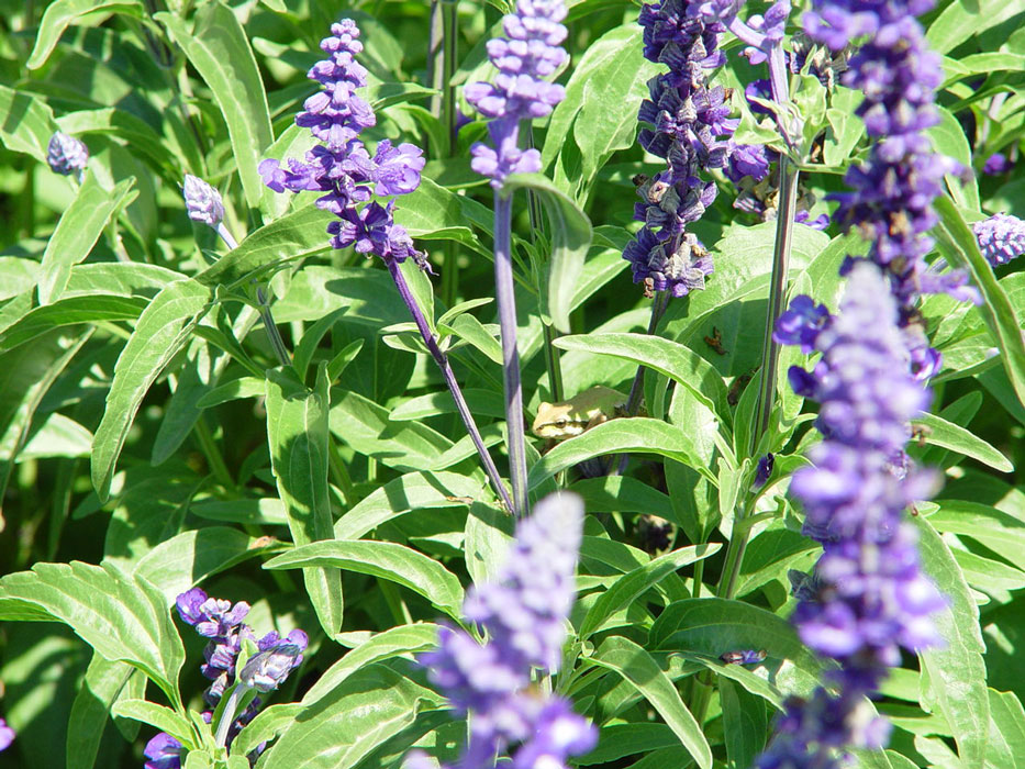 Frog amongst flowers