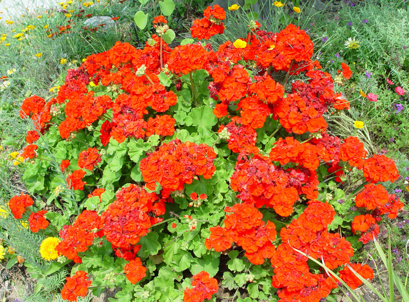 Red Geraniums