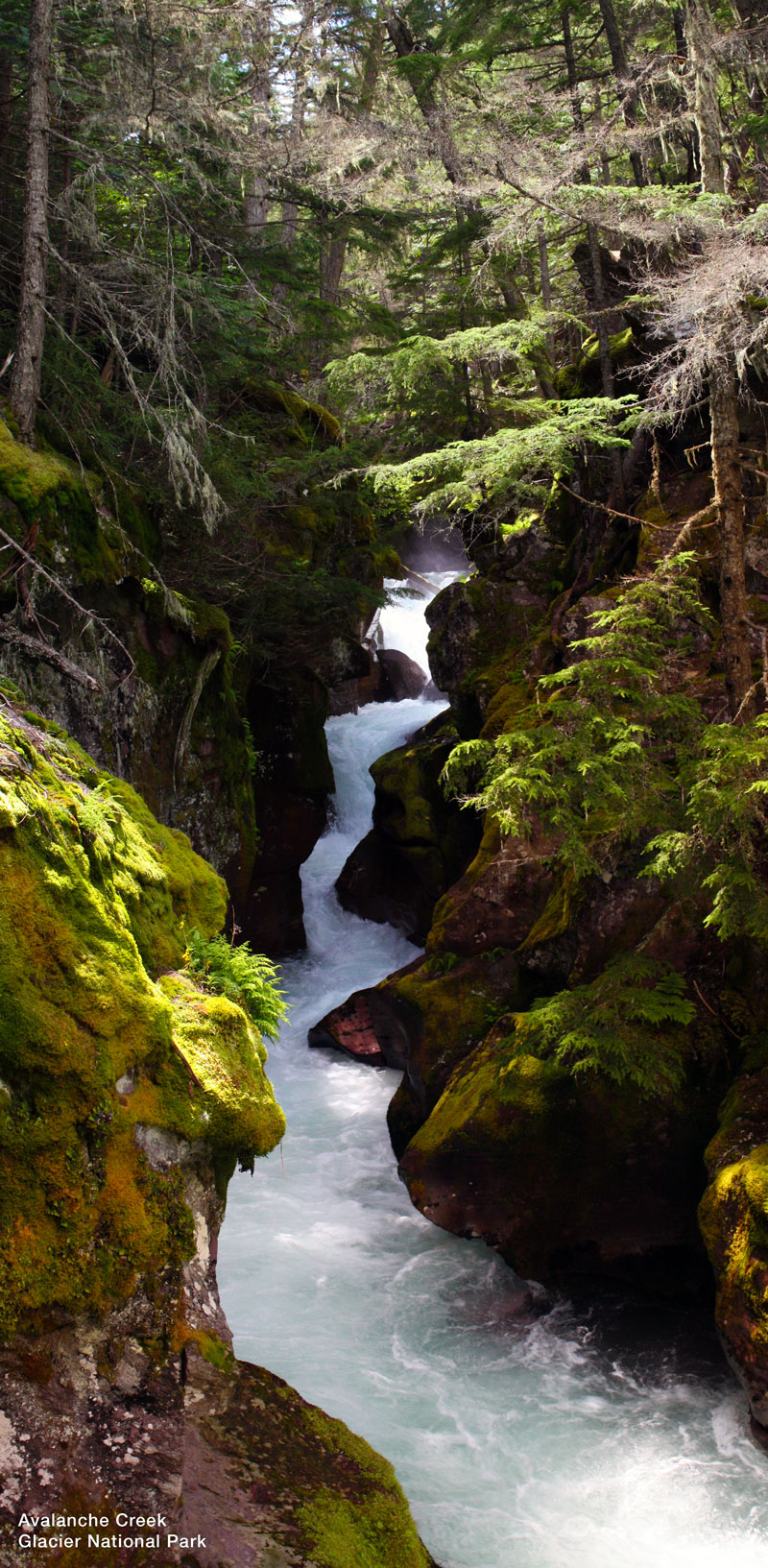 Avalanche Creek at Glacier National Park