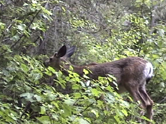 Mule Deer Glacier National Park