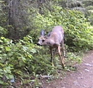 Mule Deer Glacier NP