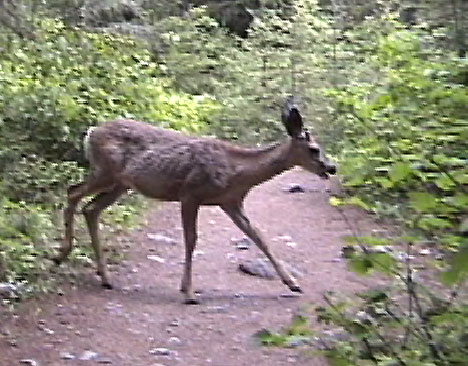 Mule Deer Glacier NP