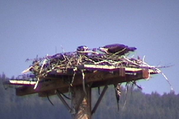 Ospreys Glacier NP