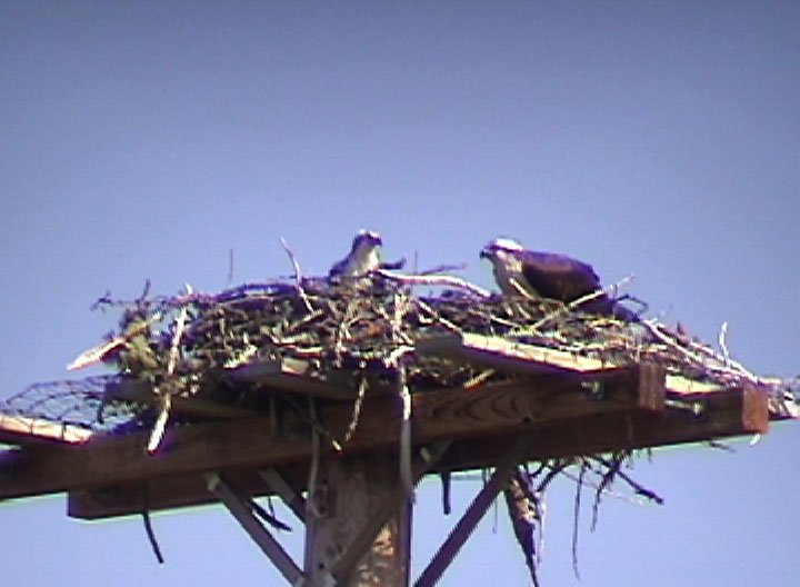 Ospreys Glacier NP