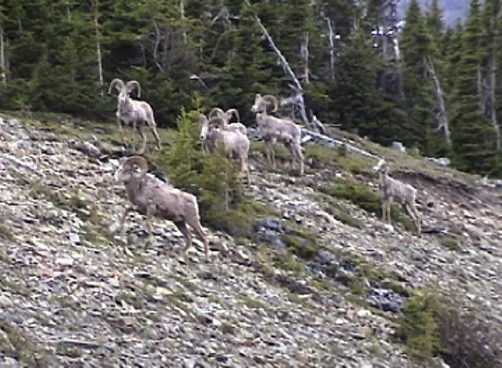 Bighorn Sheep Glacier NP