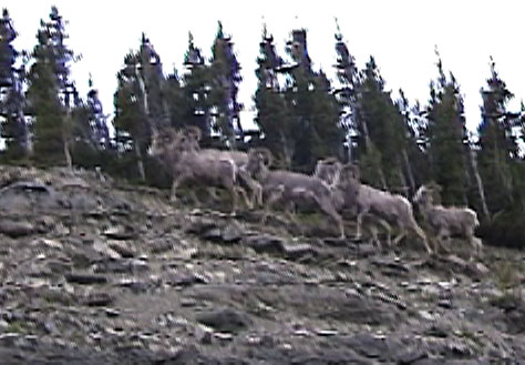 Bighorn Sheep Glacier NP