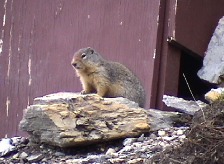 Columbian Ground Squirrel Glacier NP