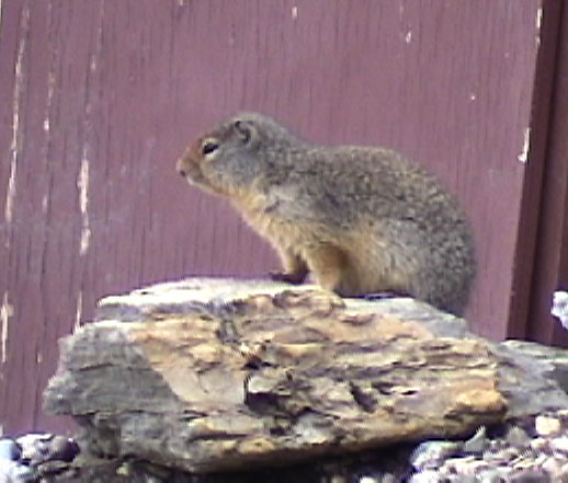 Columbian Ground Squirrel Glacier NP