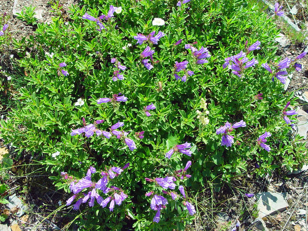 Wildflowers Glacier National Park