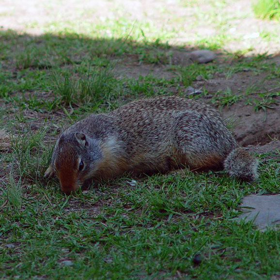 Ground squirrel Glacier National Park