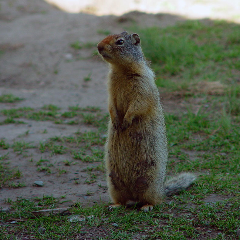 Ground squirrel Glacier National Park