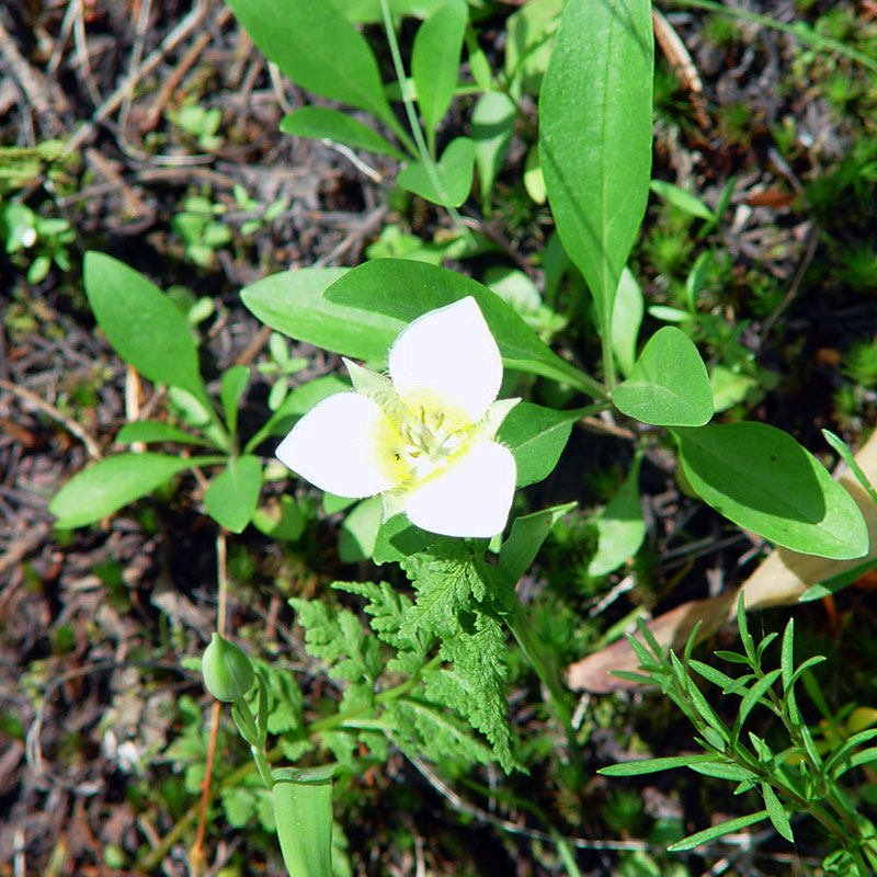 Trillium Glacier National Park