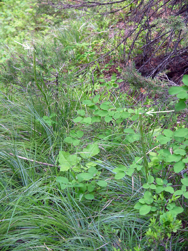 Chewed off heads of Bear Grass at Glacier National Park