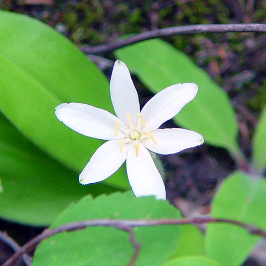 Wildflower Glacier National Park