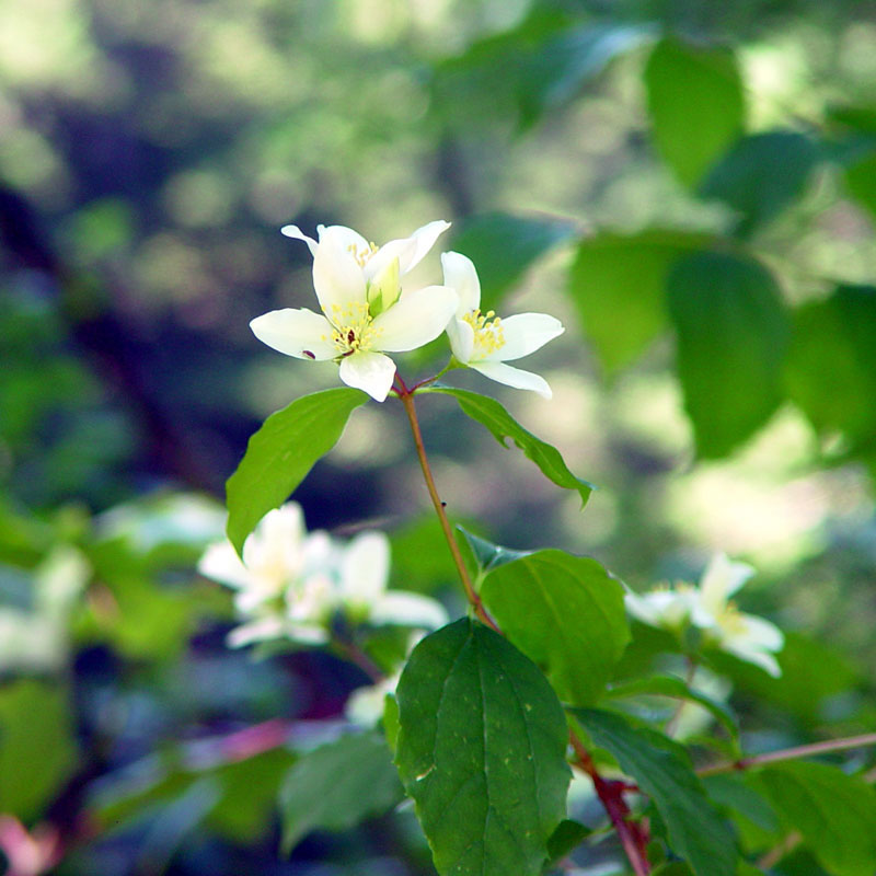 Syringa