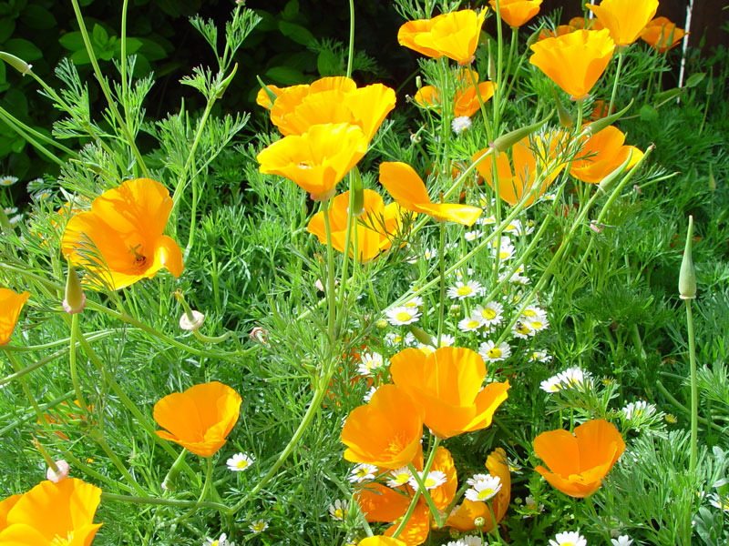 California Poppies