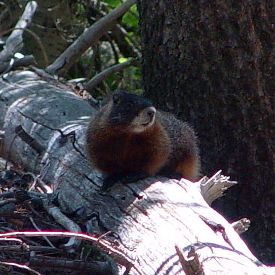 Yellow-bellied Marmot