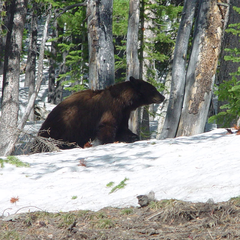 Black Bear Yellowstone